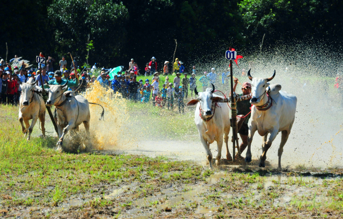 Bện cạnh biểu diễn dù lượn, còn Ban tổ chức còn tổ chức lễ hội đua bò truyền thống của đồng bào dân tộc Khmer. Ảnh: Lê Hoàng Vũ. 