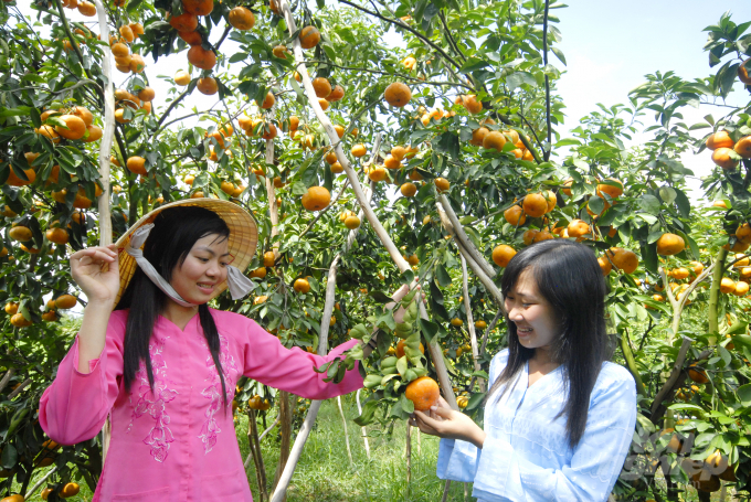 UBND tỉnh Đồng Tháp vừa phê duyệt đề án bảo tồn vườn quýt hồng huyện Lai Vung, giai đoạn 2020 – 2024 lên đến 550 ha. Ảnh: Lê Hoàng Vũ.