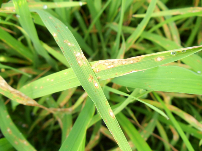 Khi bệnh đạo ôn xuất hiện nặng trên lá, lúa có thể bị cháy rụi hoàn toàn và không có khả năng hồi phục. Ảnh: Lê Hoàng Vũ.