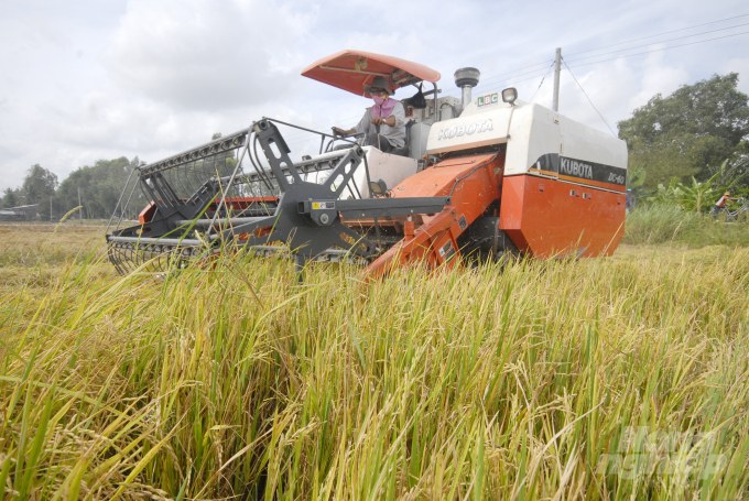 Tính đến nay, tỉnh An Giang đã thu hoạch vụ lúa đông xuân 2020-2021 hơn 13.400ha/230.000ha, đạt 5,83% đạt năng suất 7,14 tấn/ha. Ảnh: Lê Hoàng Vũ. 