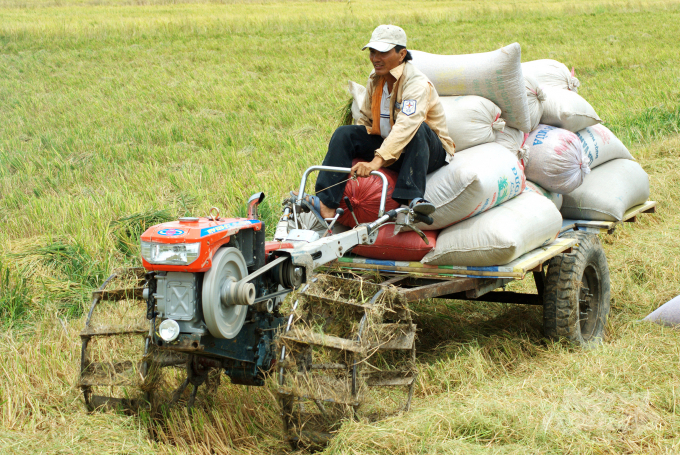 Vụ lúa đông xuân năm nay, tổng diện tích liên kết tiêu thụ lúa, nếp ở An Giang là 46.775ha, chiếm 20%. Ảnh: Lê Hoàng Vũ.