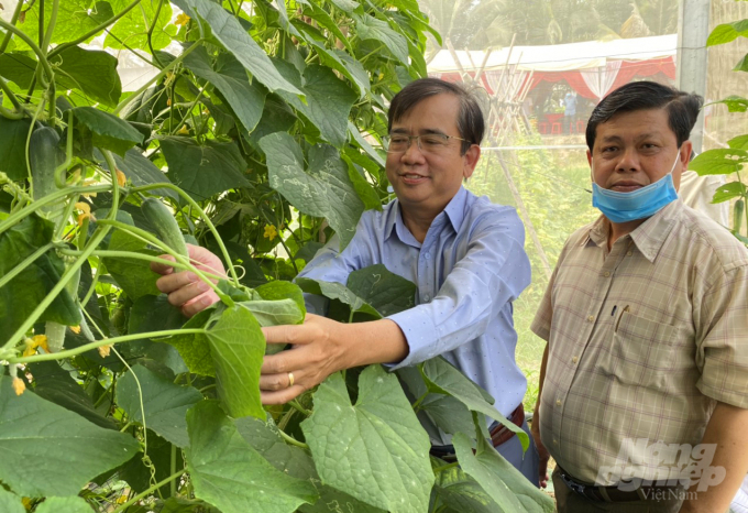 Hiện nay mô hình trồng dưa leo dưới tấm pin năng lượng mặt trời, mỗi ngày ông Chau Hon thu hơn 30kg dưa leo, bán giá 10.000 đồng/kg. Ảnh: Lê Hoàng Vũ. 