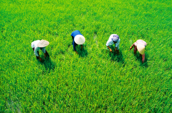 Trong đợt tập huấn kỹ thuật lần này có hơn 600 hộ nông dân tham gia và gần 1.000 ha đất lúa của bà con sẽ được liên kết sản xuất gắn với tiêu thụ. Ảnh: Lê Hoàng Vũ.