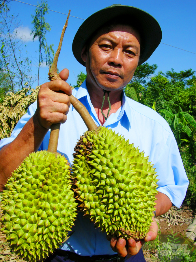 Do sản lượng sầu riêng năm nay giảm nên phần lớn tiêu thụ nội địa chứ không xuất khẩu sang Trung Quốc như các năm trước.