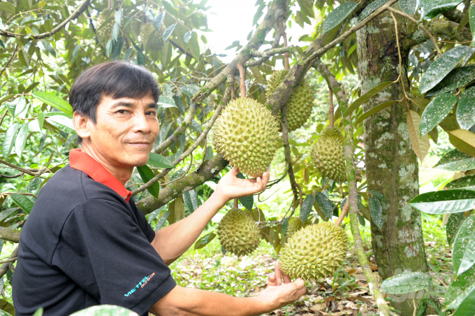 Ông Đỗ Hữu Luân, trồng 7 công sầu riêng Ri 6 ở xã Tân Thới, huyện Phong Điền, TP Cần Thơ cho biết: Cách đây 1 tháng thương lái vào tận vườn thu mua sầu riêng với giá loại nhất 70.000 – 75.000 đồng/kg, loại nhì từ 55.000 – 60.000 đồng/kg.