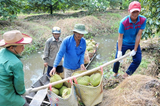 Huyện Phong Điền, TP Cần Thơ được xem là thủ phủ sầu riêng vì có diện tích trồng khá lớn. Toàn huyện Phong Ðiền hiện có hơn 1.618 ha sầu riêng các loại, trong đó hơn 722 ha đang cho trái, sản lượng trái mỗi năm đạt hơn 11.730 tấn.