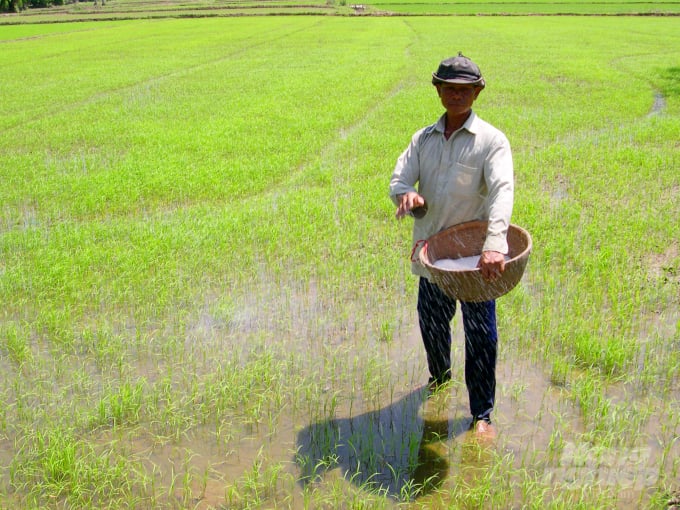 Ngành nông nghiệp An Giang khuyến cáo nông dân hạn chế sản xuất nhóm giống lúa chất lượng thấp trong vụ thu đông. Ảnh: Lê Hoàng Vũ.