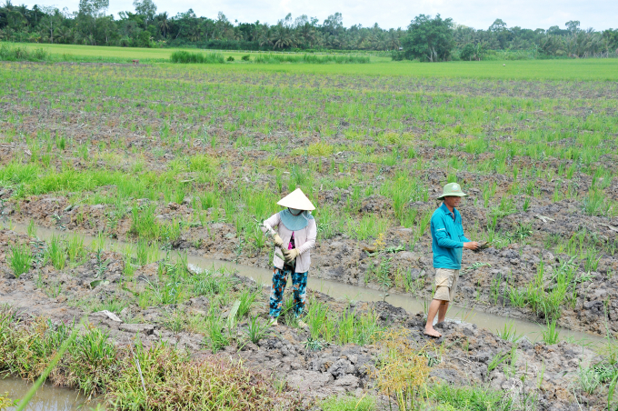 Nông dân ở huyện Cờ Đỏ chuyển đổi cây trồng trên nền đất lúa kém hiệu quả. Ảnh: Lê Hoàng Vũ.
