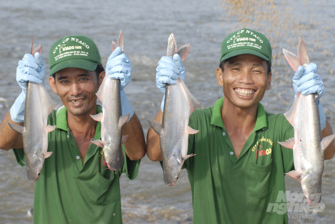 An Giang Province identified aquaculture main pillar to develop its economy in coming time. Photo : Le Hoang Vu.