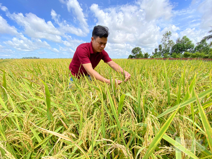 In the 2021 summer-autumn crop, farmers in the city of Can Tho have sown more than 75,000 hectares of rice, which is 4.1% higher than the initial plan. It is currently the time for Thoi Lai, Co Do and Vinh Thanh districts to start their harvest.