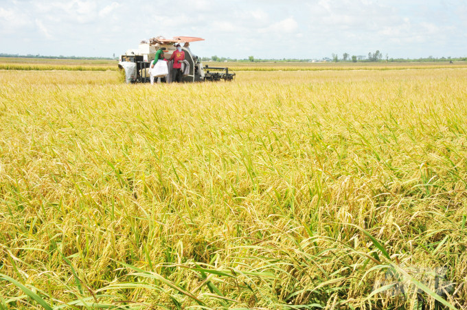 Lúa tươi được thương lái thu mua dao động từ 5.300 – 5.800 đồng/kg, giảm từ 350 - 800 đồng/kg so với giá đặt cọc trước đó (tùy vào từng loại giống). Thậm chí có trường hợp thương lái bỏ cọc không mua do giá lúa giảm.