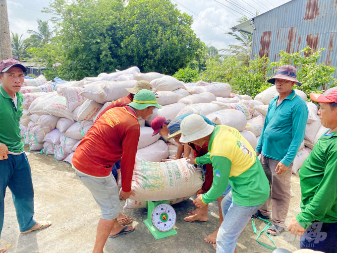 Not only that, diseases and pests on rice such as yellow leaves, leaf rollers, cotton-neck blasts, spider mites also appear more frequently. This makes rice plants unable to grow as well as they normally did every year, causing yield and selling price to be affected at the end of the crop.