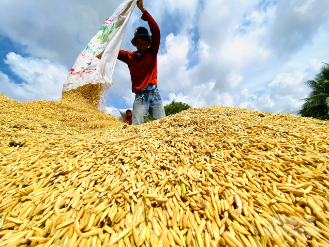 In Thanh Thang commune, Vinh Thanh district, Can Tho city, several farmers shared that the rice yield is only about 5,000 - 6,500 kg/ha, and the price of fresh rice they sell to traders is VND 5,800/kg at the moment. After having deducted all the costs, the profit is about VND 15 million/ha, a drop of about VND 6,000,000 - 7,000,000 VND/ha in comparison to last year's summer-autumn crop.