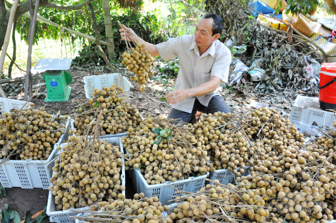 Ông Nguyễn Minh Điền, xã viên tại HTX nông nghiệp Ðồng Tâm có 2ha nhãn Idor trồng theo hình thức rải vụ cho biết, bình quân mỗi vụ nhãn có thể cho năng suất từ 1,5 đến 4 tấn/công, phổ biến nhất là từ 1,5 đến 2,5 tấn/công.
