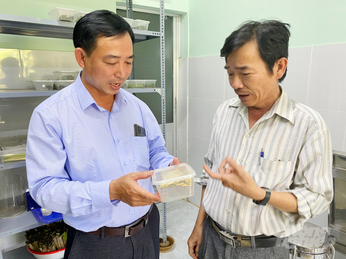 Ông Đỗ Văn Vấn, Giám đốc Trung tâm Bảo vệ thực vật phía Nam (áo kẻ, bên phải) thông tin cho Báo Nông nghiệp Việt Nam biết. Hiện Trung tâm đang cho triển khai nhân nuôi và phóng thích ong ký sinh (Asecodes hispinarum) và ong (Tetrastichus brontispae) bằng biện pháp sinh học trong các vườn dừa nhằm bổ sung quần thể thiên địch hạn chế mức độ gây hại của bọ cánh cứng hại dừa trong tự nhiên. 