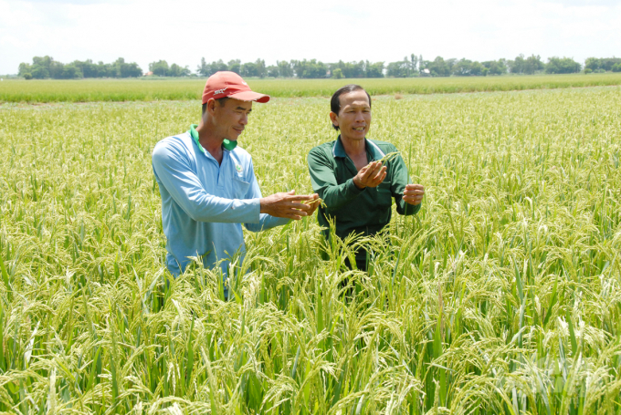 Mô hình sản xuất lúa an toàn ở huyện An Phú với 400ha đa phần nông dân tự giác không sử dụng thuốc BVTV và hạn chế dùng phân bón hóa học. Ảnh: Văn Vũ.