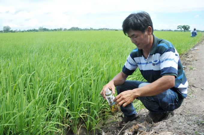 Dùng thảo dược tinh dầu sả đặt xung quanh ruộng lúa để xua đuổi các loại sâu hại. Ảnh: Văn Vũ.