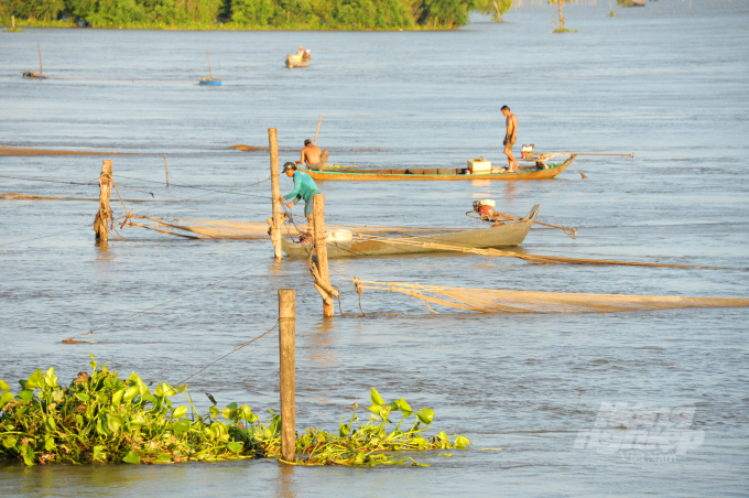 Ngư dân đầu nguồn An Giang đánh bắt cá linh (ảnh chụp năm 2020). Ảnh: Lê Hoàng Vũ.