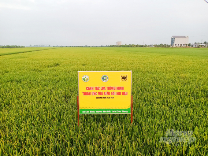 Smart rice farming model in summer-autumn rice crop 2021 in Hon Dat District, Kien Giang. Photo: Le Hoang Vu.