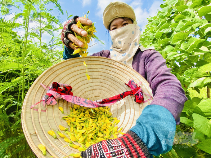 Mô hình trồng bông điên điển xung quanh bờ đê ruộng lúa của gia đình ông Nguyễn Văn Két ở xã Bình Long, huyện Châu Phú (An Giang) để thích nghi trong mùa lũ cạn cho thu nhập ổn định. Ảnh: Văn Vũ.