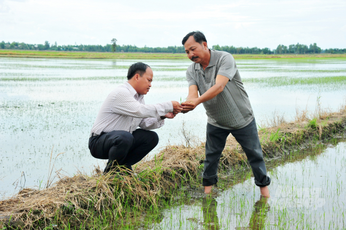 Nông dân An Giang và Đồng Tháp sản xuất lúa theo tiêu chuẩn SRP. Ảnh: Lê Hoàng Vũ.