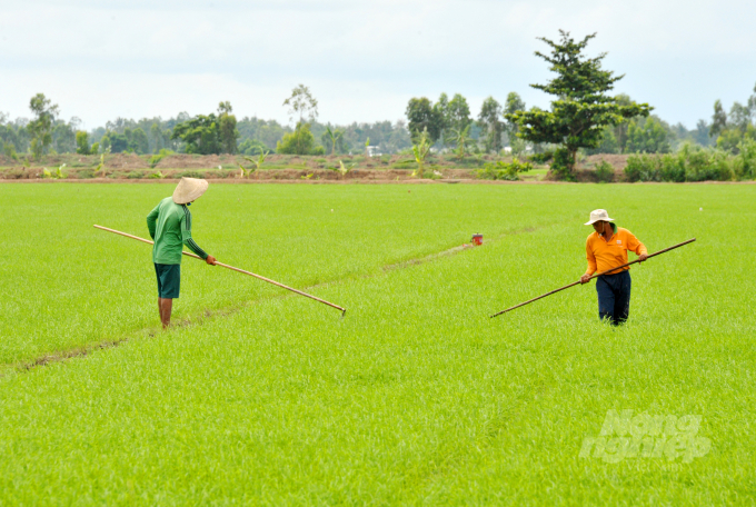 In four consecutive seasons, farmers implementing the SRP model of Loc Troi Group continued to achieve 100 absolute points. Photo: Le Hoang Vu.