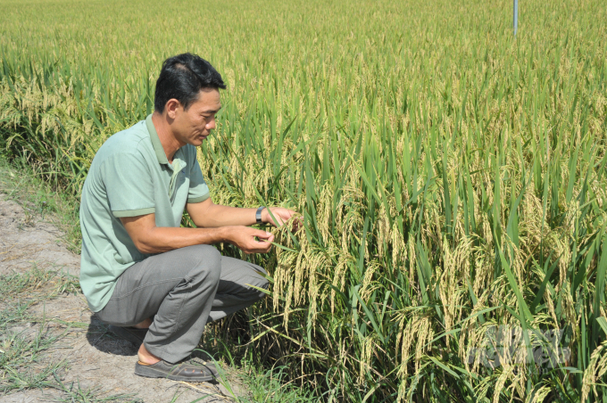 Nhiều nông dân sản xuất lúa theo mô hình SRP giúp giảm chi phí và tăng lợi nhuận đáng kế so với sản xuất truyền thống trước đây. Ảnh: Lê Hoàng Vũ.