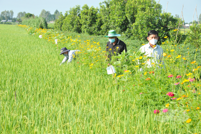 Mô hình sản xuất lúa theo Công nghệ sinh thái ở An Giang. Ảnh: Văn Vũ.