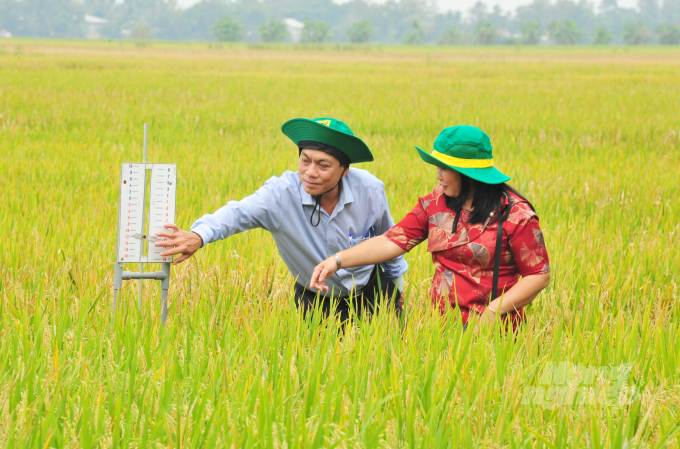 Applying science and technology to agricultural production is the 'key' to effectively reducing rice production costs. Photo: Le Hoang Vu.