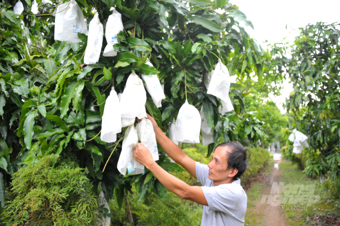 Tỉnh An Giang rất quan tâm cây xoài vì đem lại thu nhập cao hơn so với trồng lúa. Ảnh: Lê Hoàng Vũ.