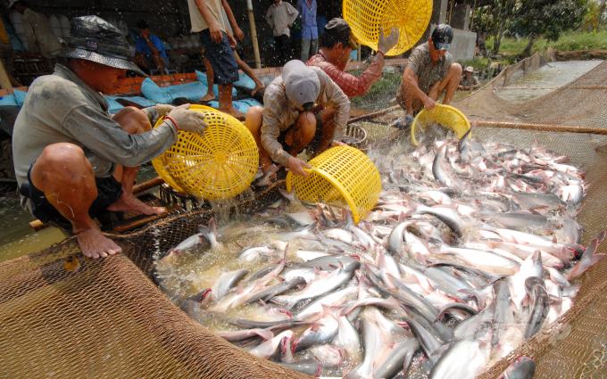 An Giang’s average pangasius farming area is approximately 1,300 ha/year. Photo: Le Hoang Vu.