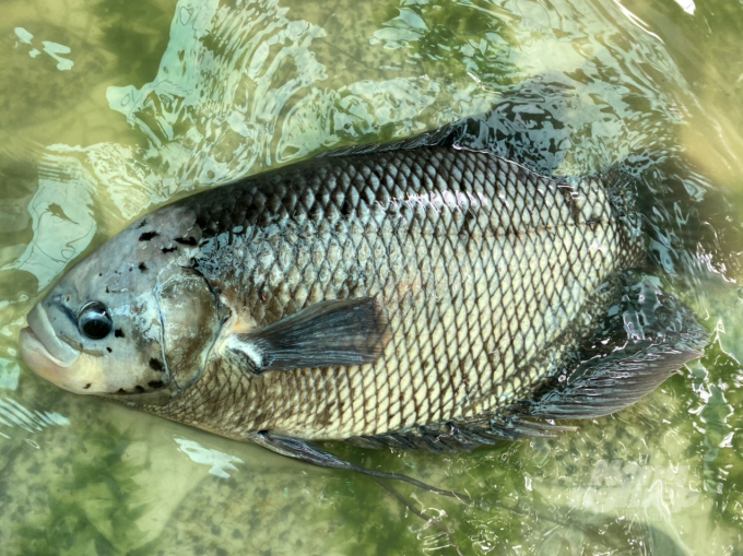 Hiện tại cá tai tượng giá bán 60.000 đồng/kg cho thương lái, mỗi tấn cá ông Biên có lợi nhuận khoảng 20 - 25 triệu đồng. Ảnh: Lê Hoàng Vũ.