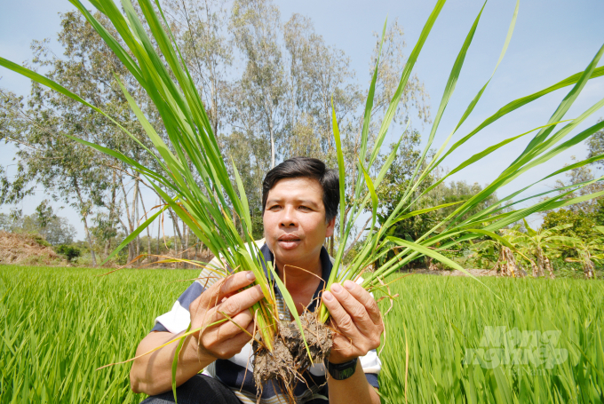 Để vụ lúa đông xuân 2021-2022 thắng lợi, nông dân cần tăng cường sử dụng các sản phẩm sinh học để tiết kiệm chi phí phân bón mà lúa vẫn cho năng suất ổn định. Ảnh: Hoàng Vũ.