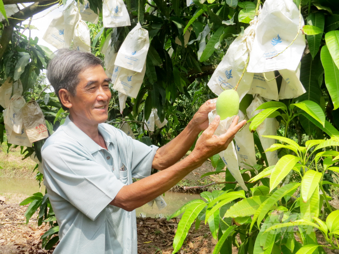 Hiện Đồng Tháp có 99 mã số vùng trồng cây ăn trái xuất khẩu sang thị trường Trung Quốc với diện tích 4.938 ha. Ảnh: Lê Hoàng Vũ.