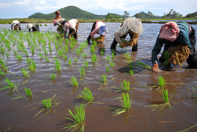 A new approach to sustainable agricultural landscape management in the interaction of people, animals, plants and the environment to ensure the health of people and the planet is drawing great attention in many countries around the world. Photo: Le Hoang Vu.