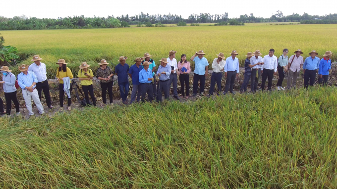 Đại biểu tham quan mô hình sản xuất lúa theo hướng hữu cơ ở Sóc Trăng. Ảnh: ST