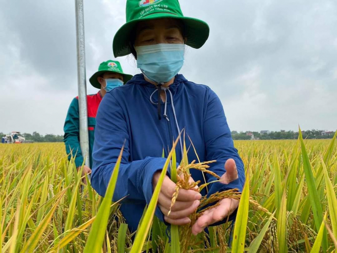 Đến nay, Tập đoàn Quế Lâm đã liên kết với nông dân Thừa Thiên - Huế xây dựng 9 mô hình hợp tác xã với trên 300 ha lúa hữu cơ. Ảnh: CĐ.