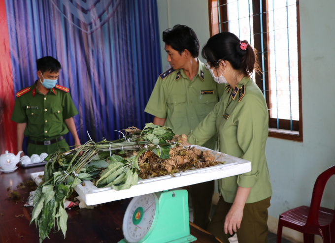 anh-10-153916_948.jpg Sâm Ngọc Linh luôn được các đối tượng giả thương hiệu để bán giá cao. Ảnh: TL.