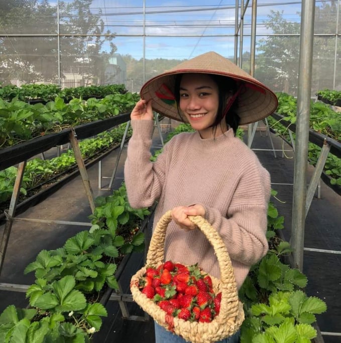 Vườn dâu tây của anh Hảo trồng theo hướng hữu cơ được du khách đánh giá rất tốt. Ảnh: Đăng Lâm.