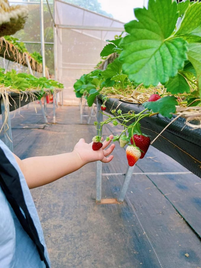 Những quả dâu tây chất lượng có giá bán trung bình 200.000 đồng/kg. Ảnh: Đăng Lâm.