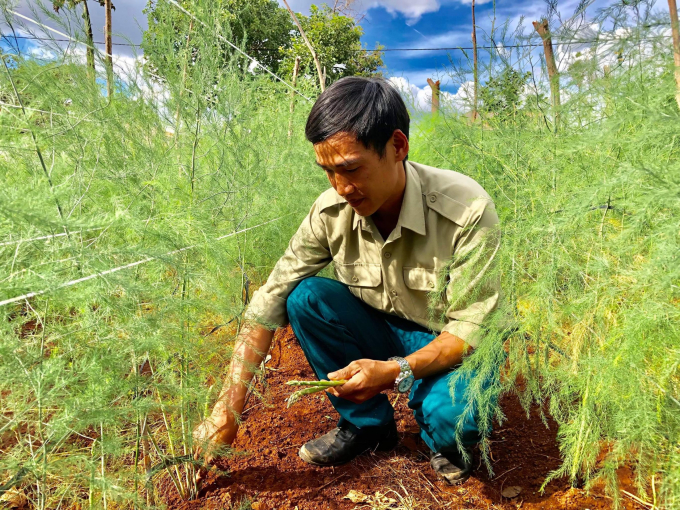 Mạnh dạn chuyển đổi qua trồng măng tây, chàng trai Trần Văn Hạnh đã gặt hái được thành công. Ảnh: Đăng Lâm.