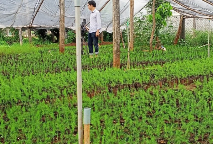 Măng tây rất phù hợp trồng trên vùng đất đỏ Bazan Gia Lai. Ảnh: Đăng Lâm.