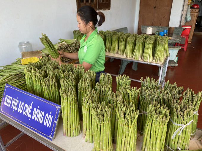Măng tây được sơ chế, đóng gói rất bài bản. Ảnh: Đăng Lâm.