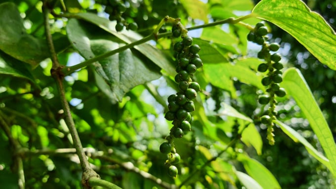 Pepper prices have recently recovered.