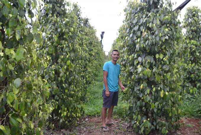 Many farmers are restoring their pepper plantations after a long period.