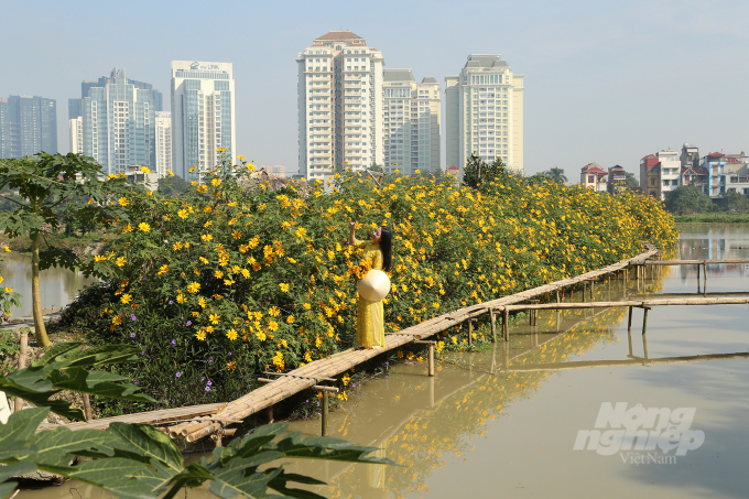 Những ngày qua khu vực ngõ 408 Xuân Đỉnh, quận Bắc Từ Liêm nhộn nhịp hơn trước bởi một lượng người lui tới. Nơi đây xuất hiện một vườn hoa dã quỳ vàng rực hút mắt. Chủ vườn cho biết 'Xuất phát từ ý tưởng trồng vườn hoa giữa lòng Thủ đô, các cây hoa đã trồng ở đây được nhân giống và vận chuyển từ Ba Vì về Hà Nội'.