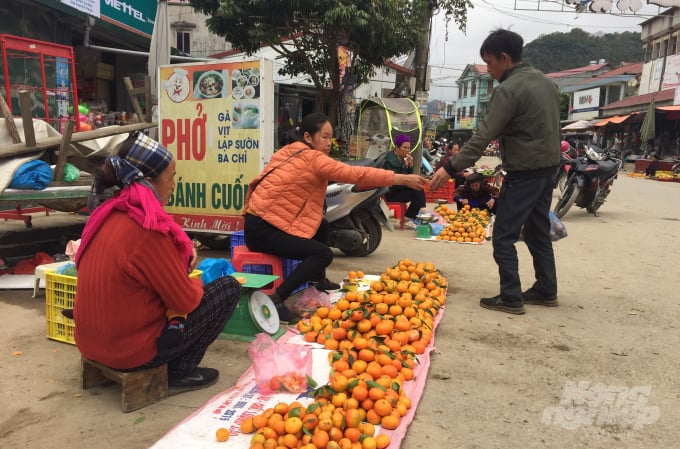 img_5215-231828_706.jpeg Được mùa nhưng giá quýt Cao Bằng luôn có giá ổn định từ 15.000 - 25.000 đồng/kg.