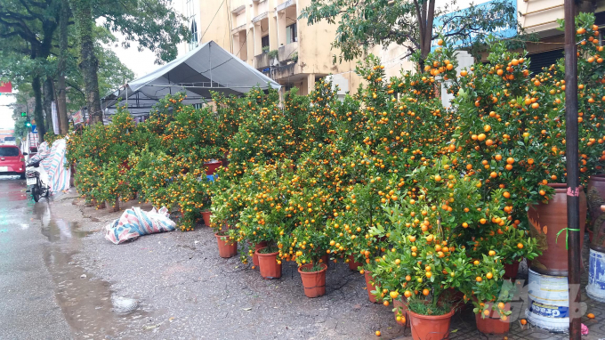 Dù đã 30 tết nhưng thị trường hoa, cây cảnh vẫn ảm đạm. Ảnh: Đồng Văn Thưởng.