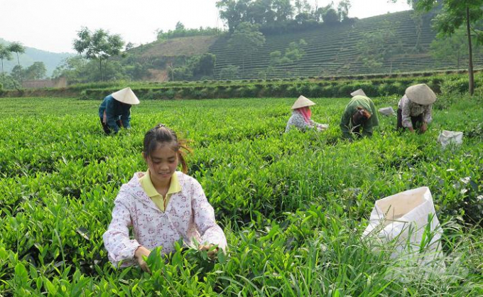 Trồng chè sạch tại Phú Lương Thái Nguyên. Ảnh Đồng Văn Thưởng.