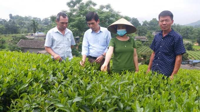 Chè hữu cơ cho cây khỏe, búp và lá cứng, ít sâu bệnh và chất lượng nước thơm ngon đặc biệt. Ảnh: ĐT.